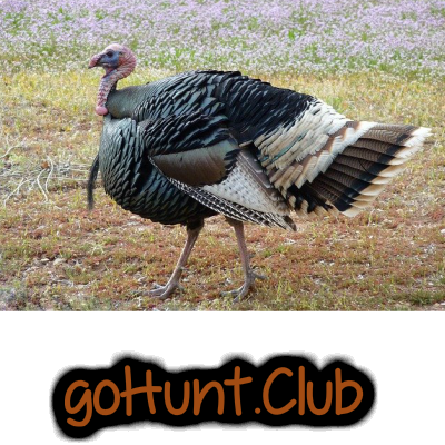 turkey-hunting-store